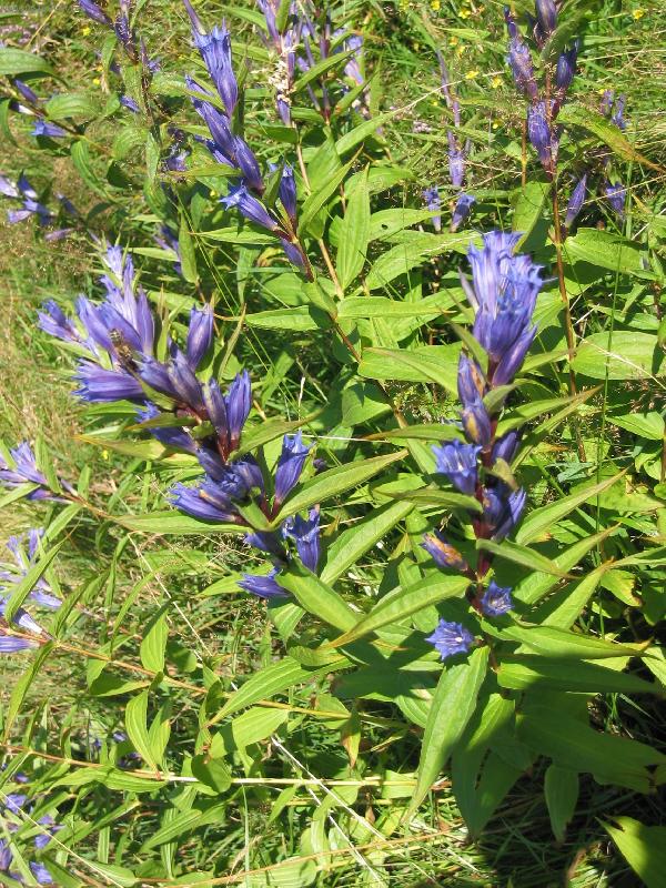 Foto: RANN� PROCH�ZKA PO LOUCE-ho�ce