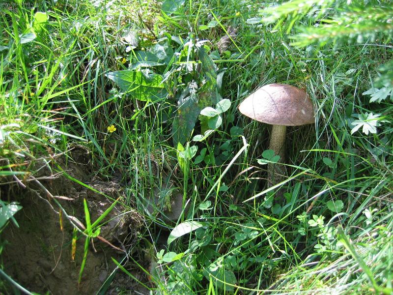 Foto: NA RANN� PROCH�ZCE-Roh��e, Z�padn� Tatry