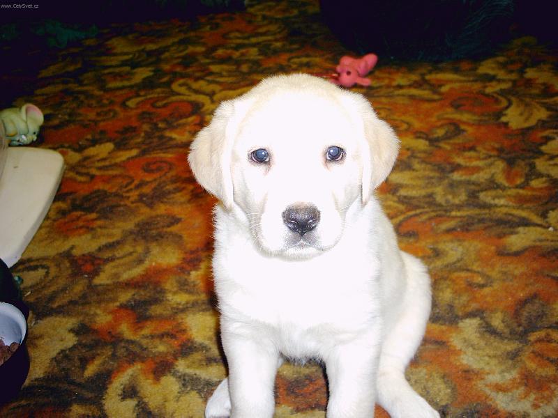 Foto: Tak co um�m p�zovat?