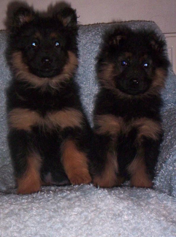 Foto: mal� cho���ci-�t��ata chodsk�ho psa