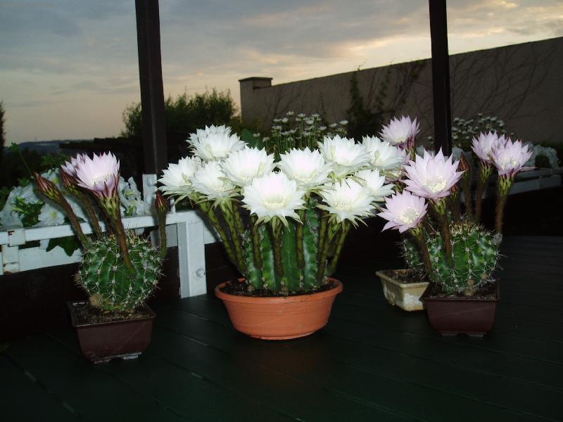 Foto: leto�n� kv�ty