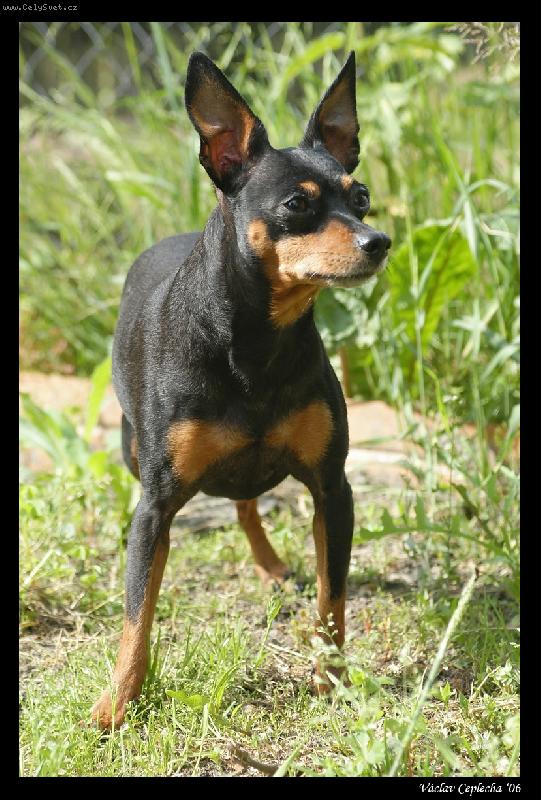 Foto: Bes�k - Mal� hladkosrst� pin�