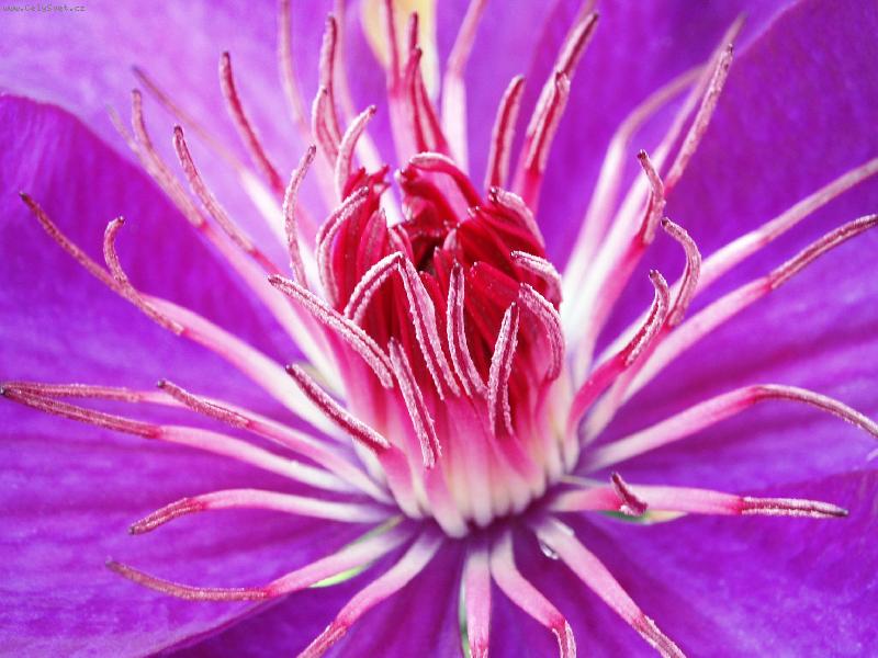 Foto: Jako z had�ch oc�sk�