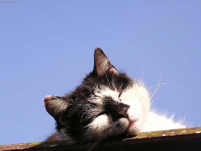 Foto: Micka 16 let-Vyh��v�n� na slun��ku