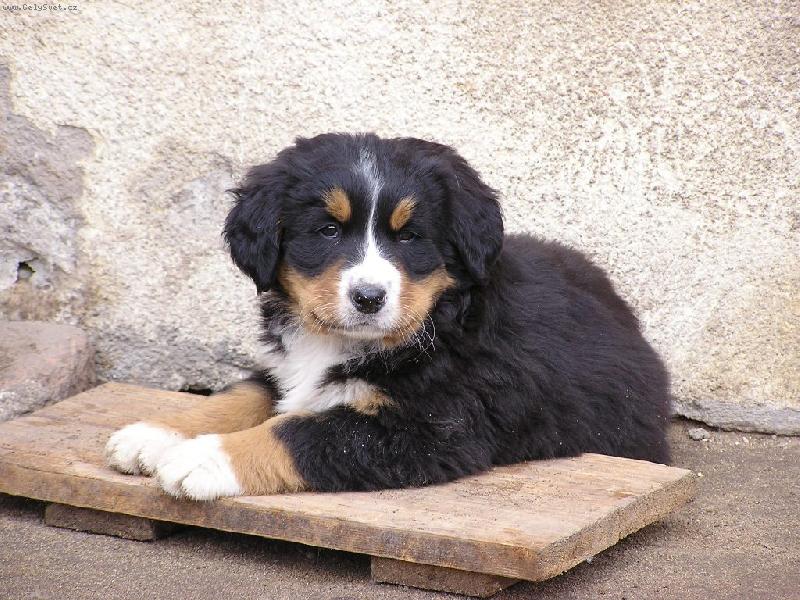 Foto: 7 t�den� Audinka-odpo�inek mezi hrou