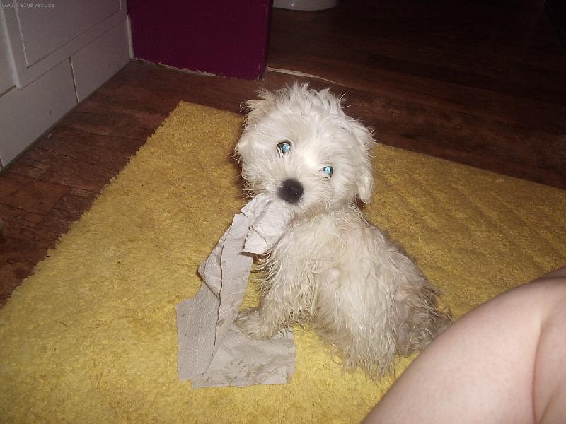 Foto: Co jsem provedl?-Po umyt� tlapi�ek