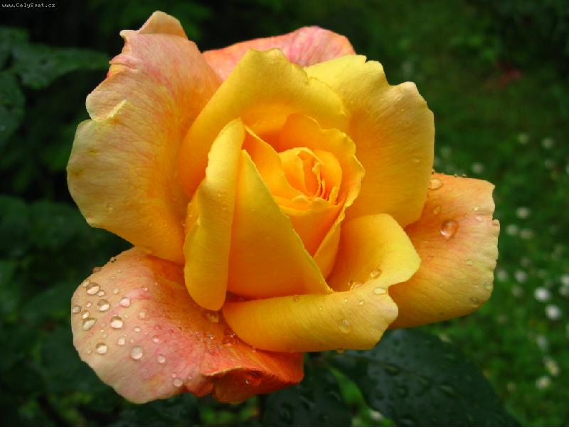 Foto: R��e s kapkami de�t�