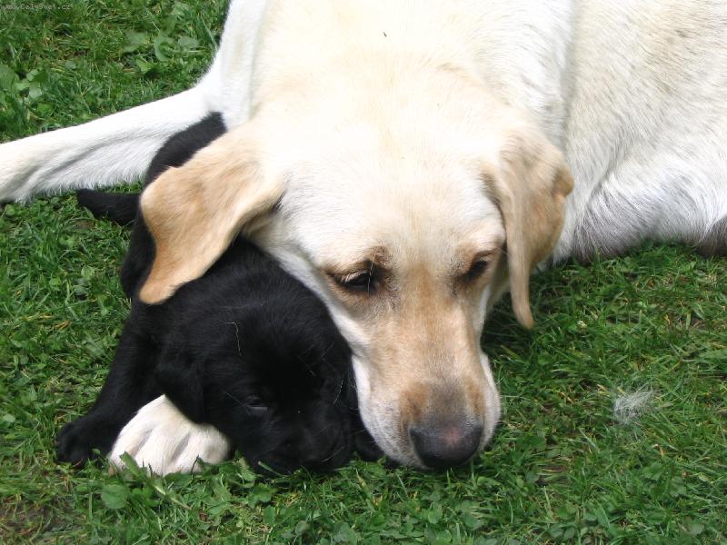 Foto: mate�sk� l�ska-Ag�ta a jej� mimi