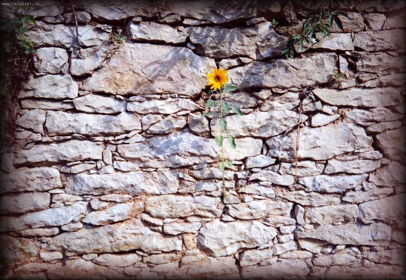 Foto: Kv�touc� ze�.