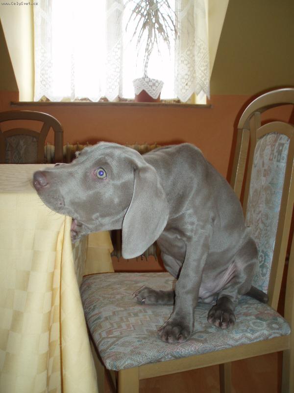 Foto: Garp-Garp t�sn� p�ed ve�e��.