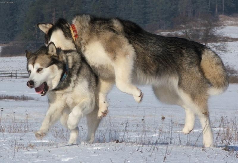 Foto: Hra na ko�ku a my�