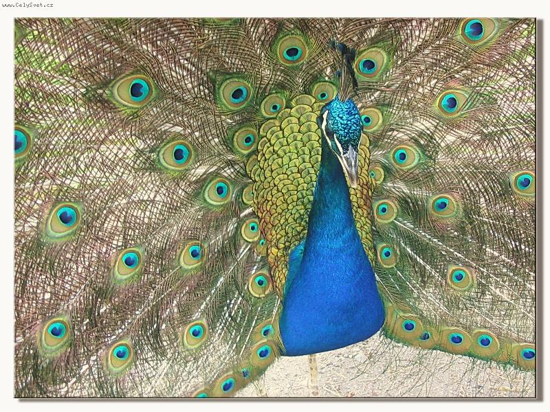 Foto: HRA  BAREV....-moje ozdoba zahrady _ p�v Ferda _