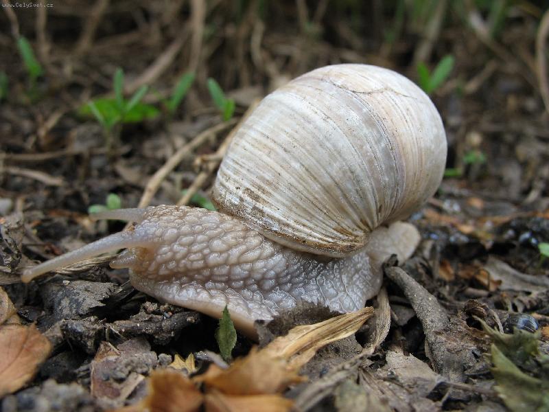 Foto: Hlem����������������