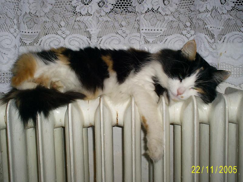 Foto: Ka�ence je zima-Katka je stejn� zmrzl� jako j�.