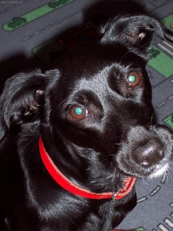 Foto: sle�na z �tulku....