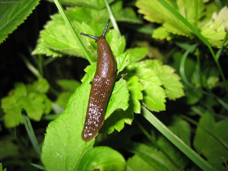 Foto: Slim�k-Plaz�c� se slim�k.