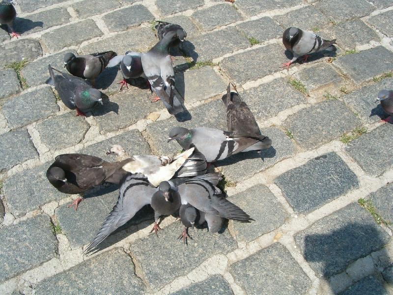 Foto: Holoubci-to si m��ete ka�d� domyslet