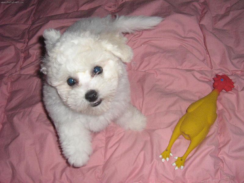 Foto: Bude dnes k ob�du pe�en� slepice?-Ptala se m� dnes na�e mal�...