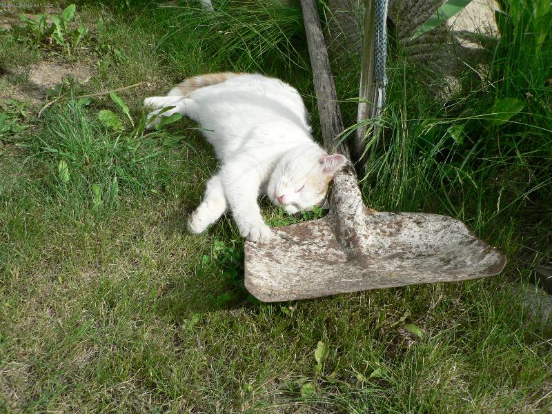 Foto: P�estv�vka v pr�ci-Ta lopata je m�! A� si odpo�inu, budu pokra�ovat v pr�ci.