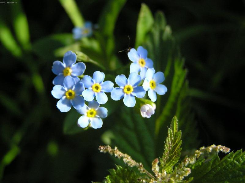 Foto: Pomn�nka-Pomn�nka