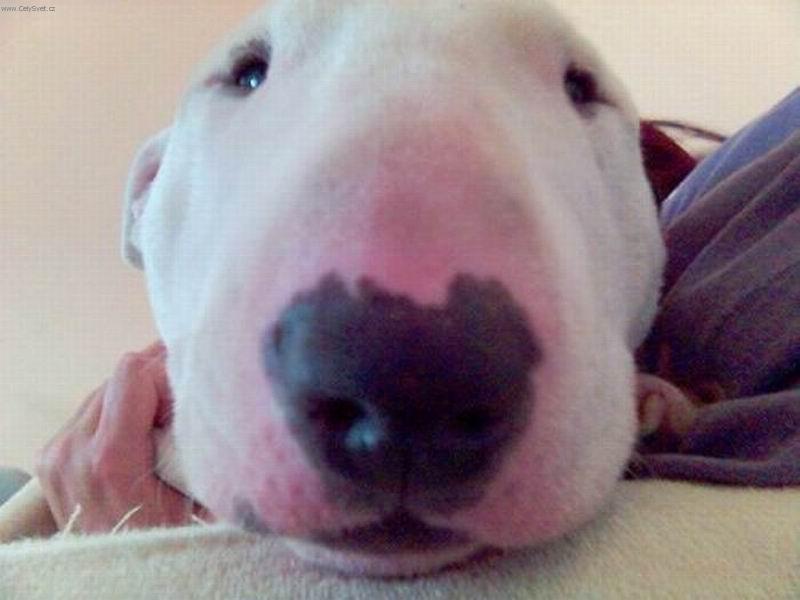 Foto: ryp��ek-klabonos zbl�zka...