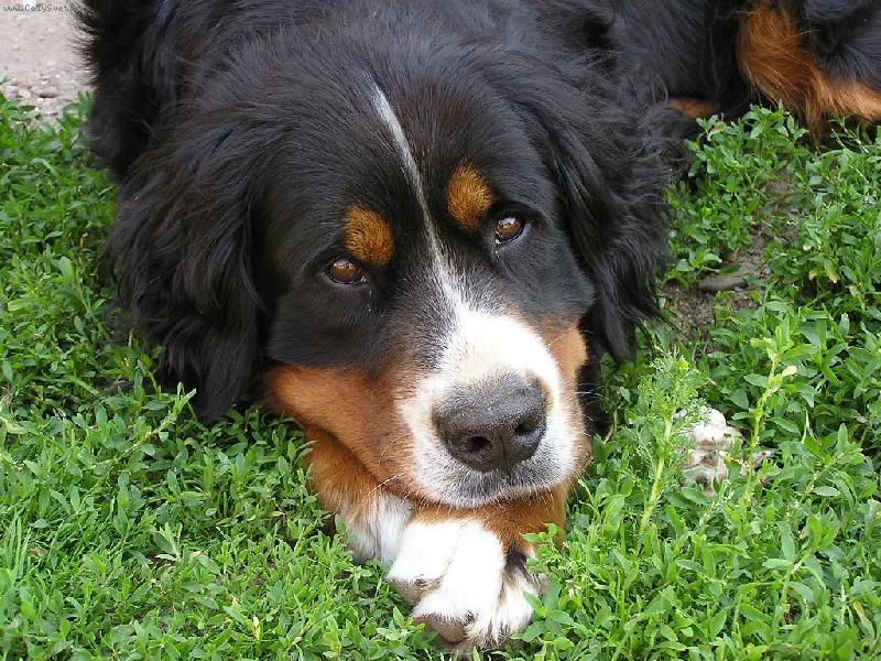 Foto: Akelka-Roztomil� kuku�