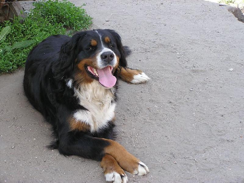 Foto: Akelka-za d�mu s packou p�es packu