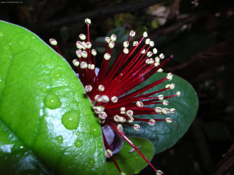 Foto: ve sklen�ku �ZU