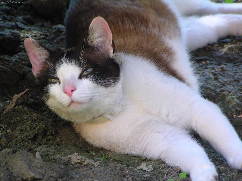 Foto: opalov�n� !