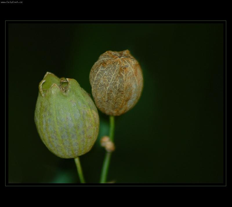 Foto: Balonky-Fotografie z proch�zky podve�ern� krajinou