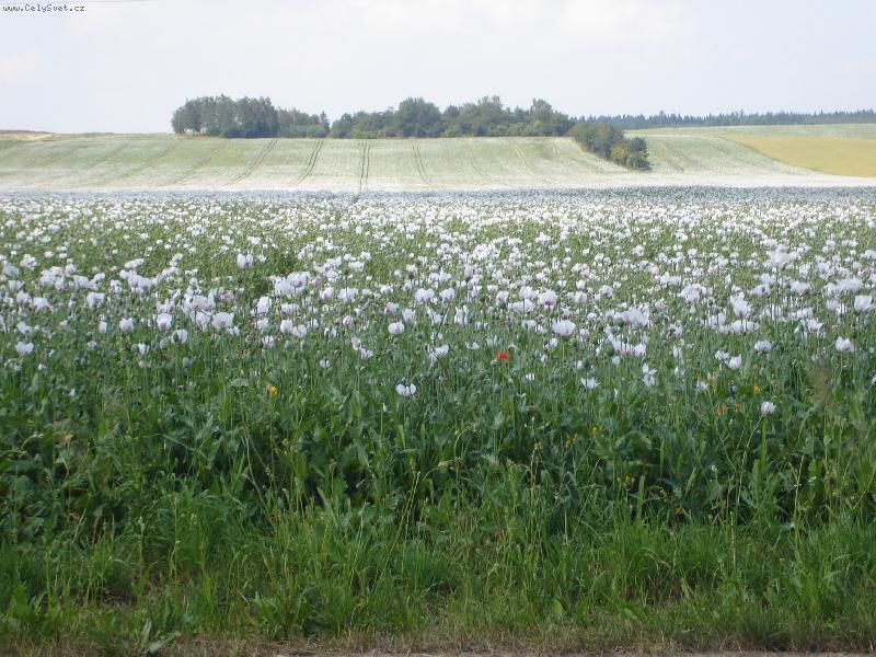 Foto: m�k set�-Kvetou m�ky v poli  ............