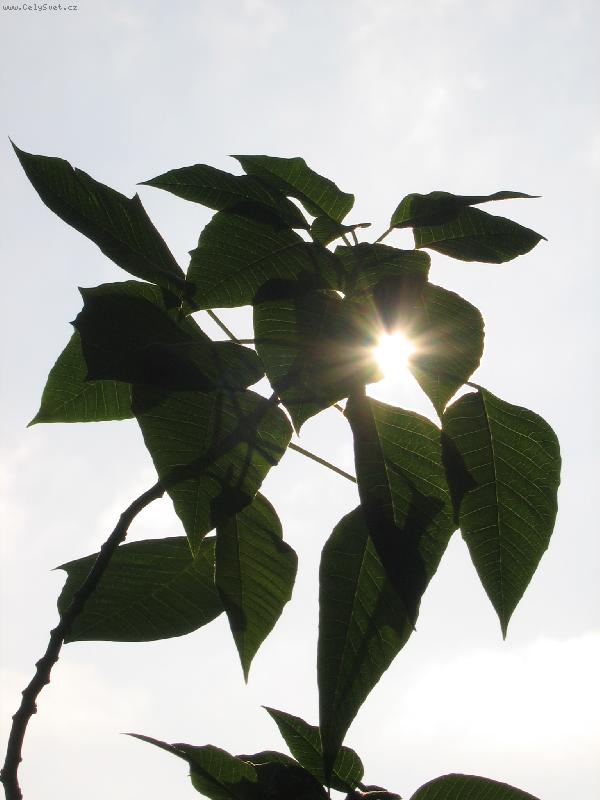 Foto: V�no�n� hv�zda