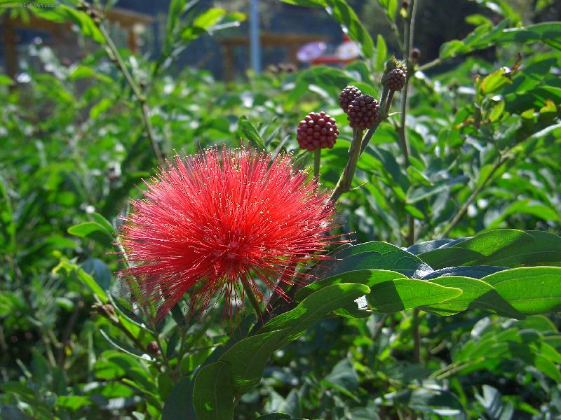 Foto: rostlinka-n�hodn� vyfocen� rostlina v Hong Kongu na Lamma Islandu