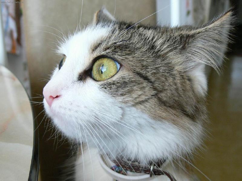 Foto: P�em��len�