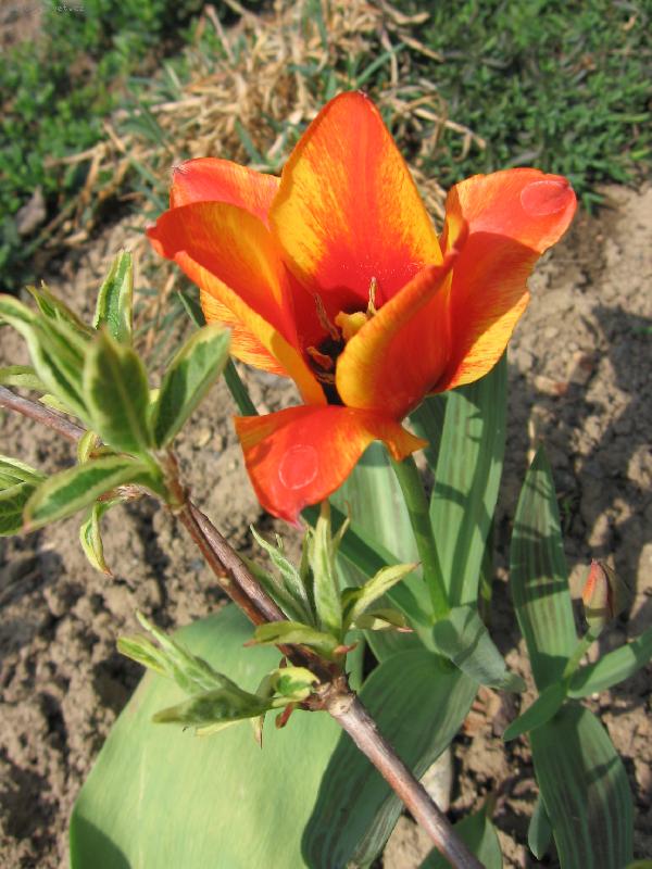 Foto: a jaro p�i�lo...