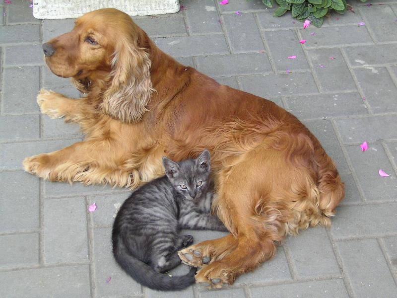 Foto: Maj� se moc r�di-Pes a ko�ka