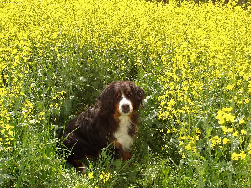 Foto: Bernsk� sala�nick� pes