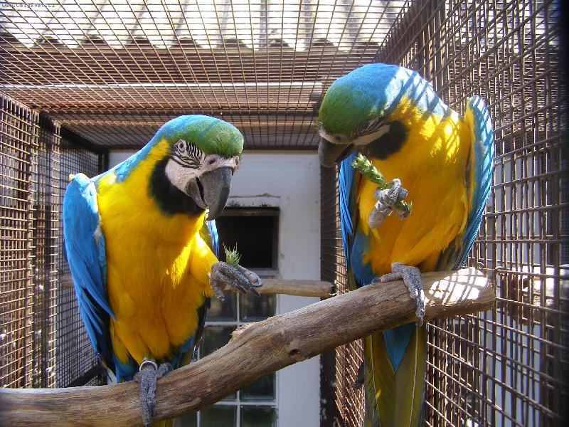 Foto: odpoledn� siesta-nic ti ned�me, nekoukej