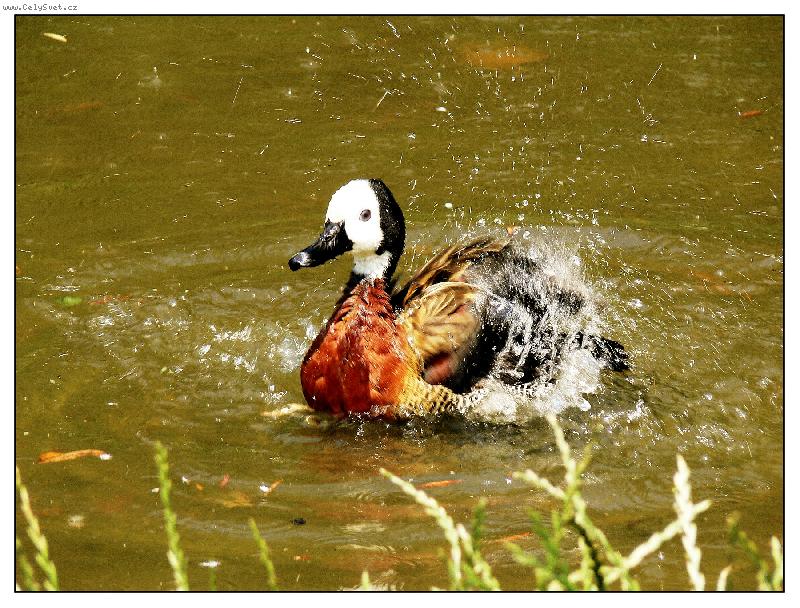 Foto: sprcha-ZOO-Ostrava