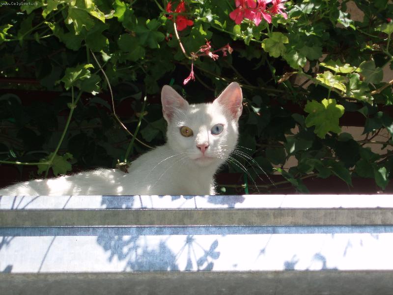 Foto: z�ti�� s mu�k�ty