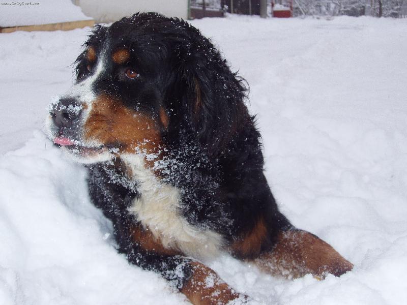 Foto: zasn�en� slun��ko