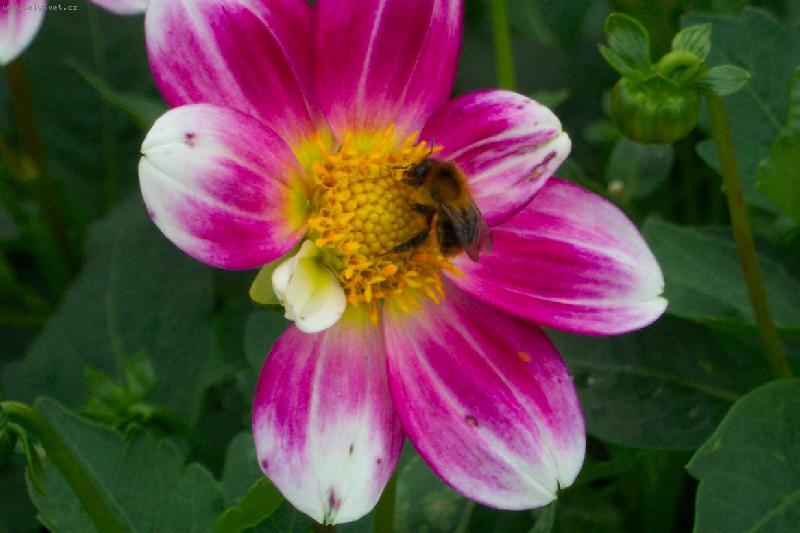 Foto: v�ela na kytce