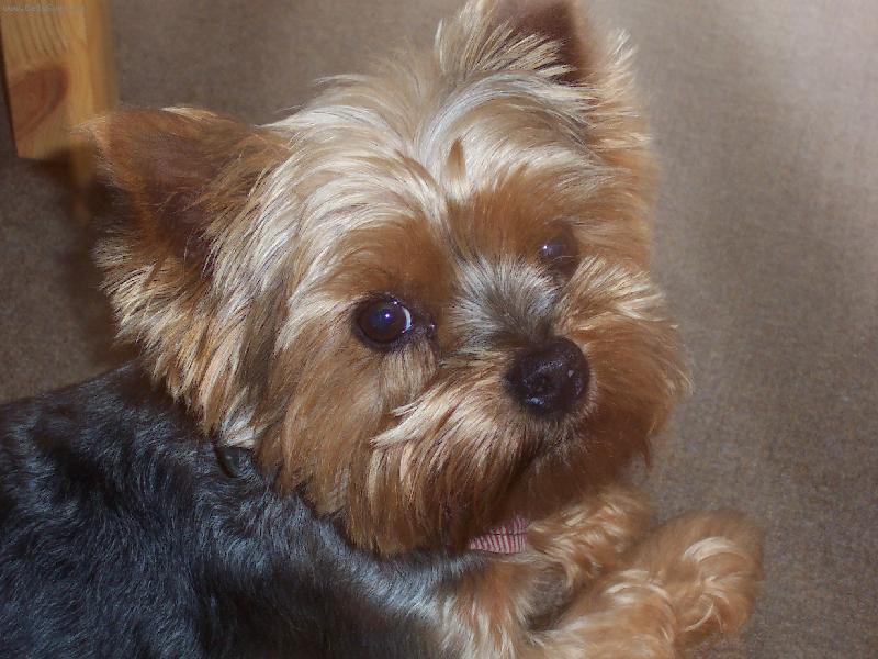 Foto: M�j roztomilej Mat�sek-Mat�sek hajal na slun��ku a pak se na m� oto�il...........