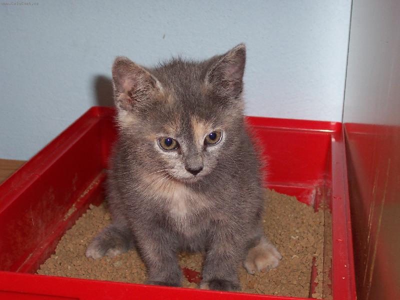 Foto: Bettynka-Bettynka sed� na z�chod�