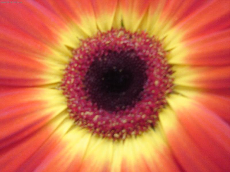 Foto: gerbera-n�dhern� barvy...