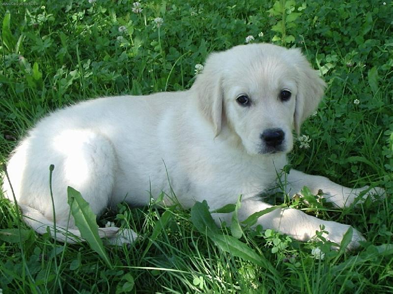 Foto: Princezna Lada-kr�ska- r�no 3.7.2006