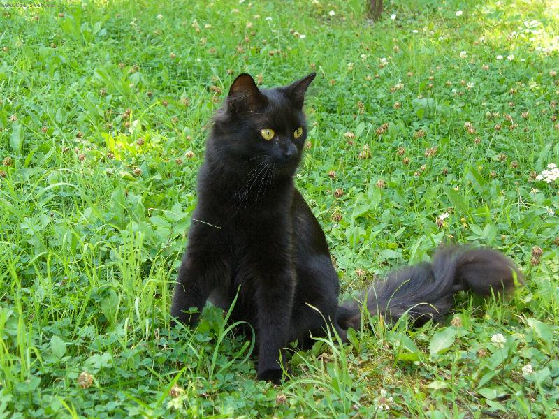 Foto: Mik���ek-Pst, !!!! N�co se tam h�be.