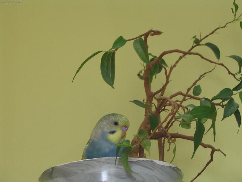 Foto: Tazi na �t�ku...-Jak n�m ul�tla andulka.