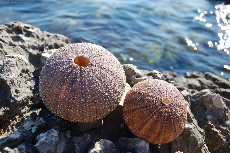 Foto: je�ci na ostrov� Cres v Chorvatsku