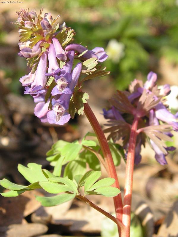 Foto: Dymnivka pln�-Jaro - dymnivka